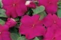 Impatiens Super Elfin XP Violet