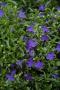 Lobelia Riviera Midnight Blue