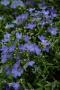 Lobelia Riviera Sky Blue