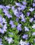 Lobelia Riviera Sky Blue