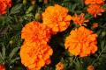 Marigold Bonanza Deep Orange