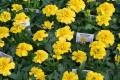 Marigold Bonanza Yellow