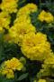 Marigold Bonanza Yellow