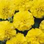 Marigold Bonanza Yellow