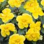Begonia Nonstop Joy Yellow