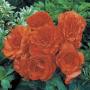 Begonia Nonstop Orange