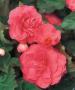 Begonia Nonstop Pink