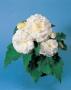 Begonia Nonstop White