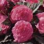 Begonia Nonstop Mocca Pink Shades