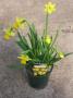 Narcissus Tete A Tete