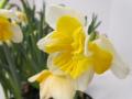Narcissus Sovereign