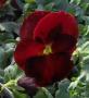 Pansy Delta Pure Red