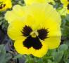 Pansy Delta Premium Primrose w/Blotch