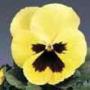 Pansy Delta Premium Primrose w/Blotch