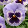 Pansy Spring Matrix Blue Wing