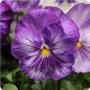 Pansy Spring Matrix Lavender Shades