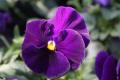 Pansy Matrix Purple