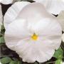 Pansy Spring Matrix White