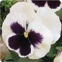 Pansy Matrix White Blotch