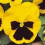 Pansy Spring Matrix Yellow Blotch