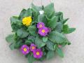 Primrose Hanging Basket