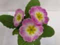 Primrose Danova Appleblossom