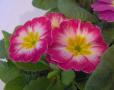 Primrose Danova Rose White Bicolor