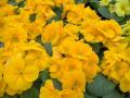 Primrose Danova Orange Yellow