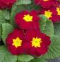 Primrose Danova Velvet Red