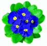 Primrose Hethor Giant Blue