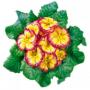 Primrose Hethor Giant Carneval Bicolor