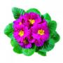 Primrose Hethor Giant Pink 