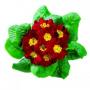 Primrose Hethor Giant Red