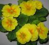 Primrose Hethor Giant Yellow