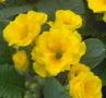 Primrose Primlet Golden Shades