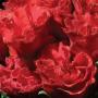 Primrose Primlet Scarlet Red Shades