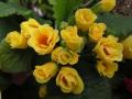 Primrose Primlet Golden Shades