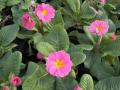 Primrose Supernova Mix