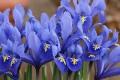 Iris Reticulata Harmony