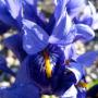 Iris Reticulata Harmony