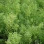 Sprengeri Asparagus Fern