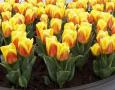 Tulip Ice Lolly Yellow Orange Bicolor