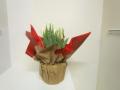 Tulip Kiwanis