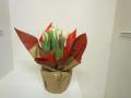 Tulip Kiwanis