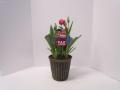 Tulip Town 8 inch