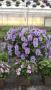 Viola Hanging Basket Endurio Sky Blue Martie