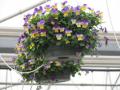 Viola Hanging Basket Endurio Blue Yellow w/ Purple Wing