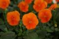Sorbet XP Deep Orange