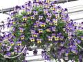 Viola Hanging Basket Endurio Blue Yellow w/ Purple Wing