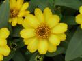 Zinnia Zahara Yellow